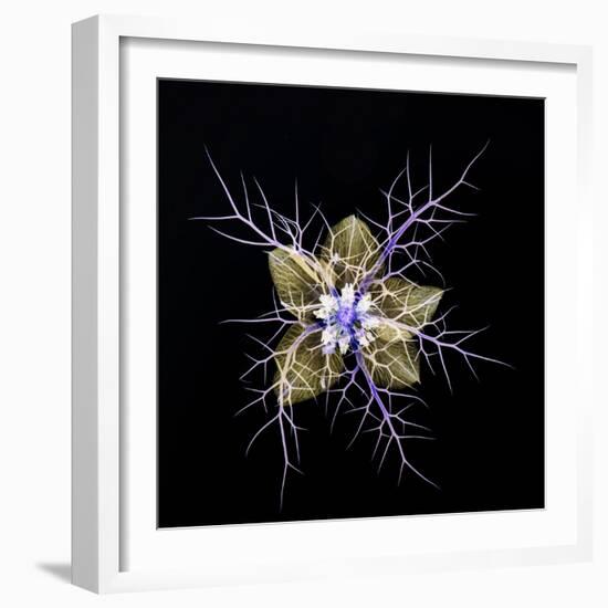 Love in a mist, pressed flower on light panel, image inverted-Adrian Davies-Framed Photographic Print