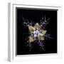 Love in a mist, pressed flower on light panel, image inverted-Adrian Davies-Framed Photographic Print