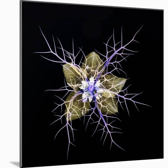 Love in a mist, pressed flower on light panel, image inverted-Adrian Davies-Mounted Photographic Print