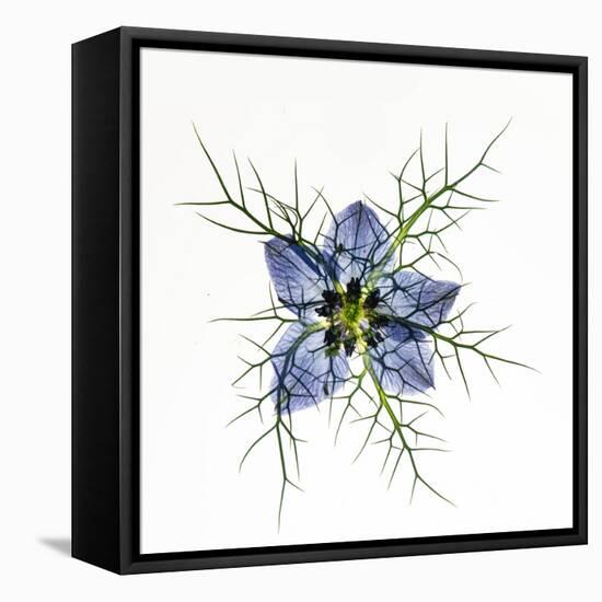 Love in a mist, pressed flower on light panel-Adrian Davies-Framed Stretched Canvas