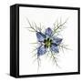 Love in a mist, pressed flower on light panel-Adrian Davies-Framed Stretched Canvas