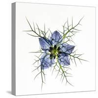 Love in a mist, pressed flower on light panel-Adrian Davies-Stretched Canvas