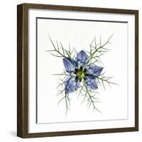 Love in a mist, pressed flower on light panel-Adrian Davies-Framed Photographic Print