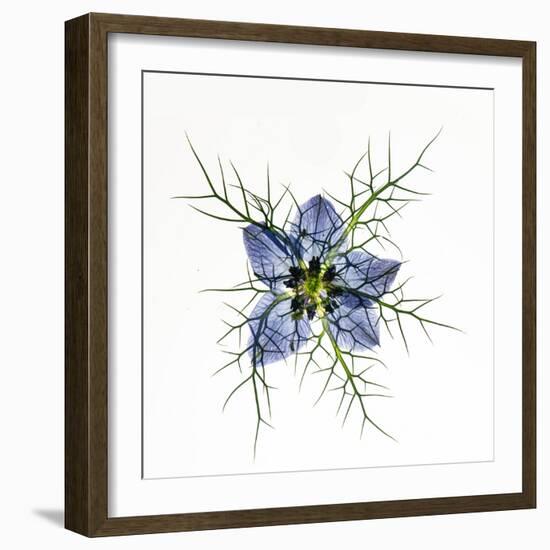 Love in a mist, pressed flower on light panel-Adrian Davies-Framed Photographic Print