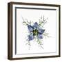 Love in a mist, pressed flower on light panel-Adrian Davies-Framed Photographic Print