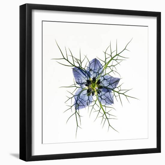 Love in a mist, pressed flower on light panel-Adrian Davies-Framed Photographic Print