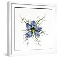 Love in a mist, pressed flower on light panel-Adrian Davies-Framed Photographic Print