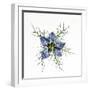 Love in a mist, pressed flower on light panel-Adrian Davies-Framed Photographic Print