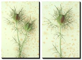 Love-In-A-Mist-Den Reader-Stretched Canvas