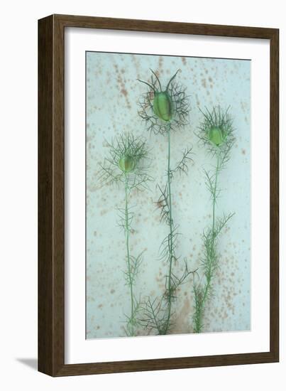 Love-In-A-Mist-Den Reader-Framed Photographic Print