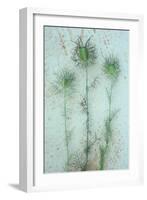 Love-In-A-Mist-Den Reader-Framed Photographic Print