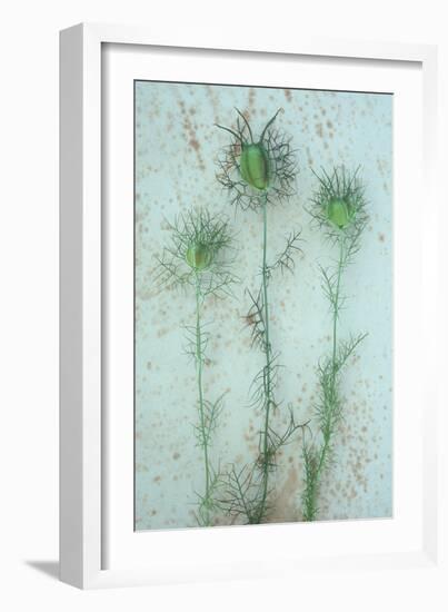 Love-In-A-Mist-Den Reader-Framed Photographic Print