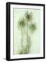 Love-In-A-Mist-Den Reader-Framed Photographic Print