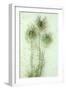 Love-In-A-Mist-Den Reader-Framed Photographic Print