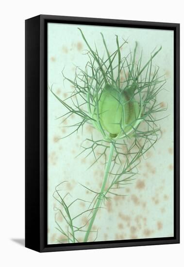 Love-In-A-Mist-Den Reader-Framed Stretched Canvas