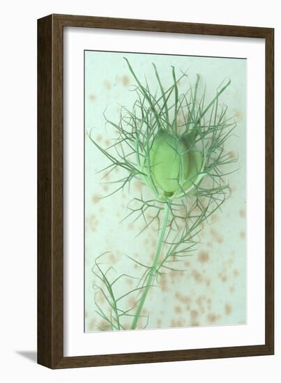 Love-In-A-Mist-Den Reader-Framed Photographic Print