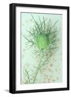 Love-In-A-Mist-Den Reader-Framed Photographic Print