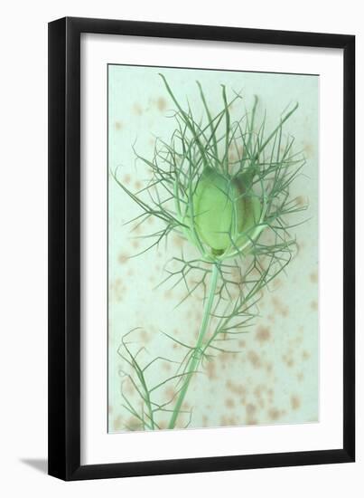 Love-In-A-Mist-Den Reader-Framed Photographic Print