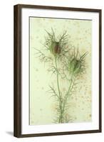 Love-In-A-Mist-Den Reader-Framed Photographic Print