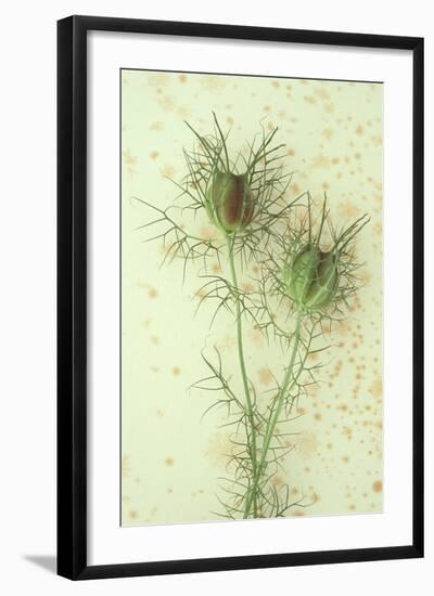 Love-In-A-Mist-Den Reader-Framed Photographic Print