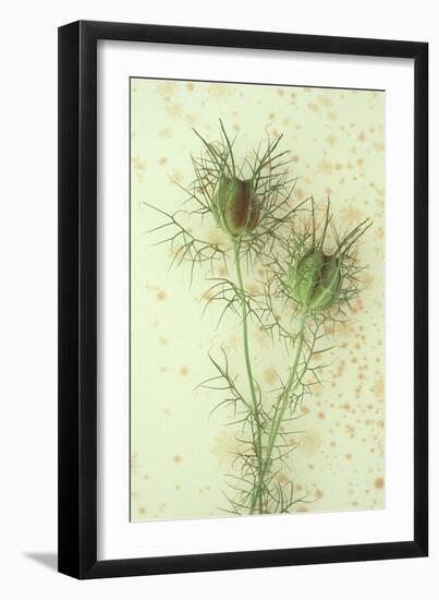 Love-In-A-Mist-Den Reader-Framed Photographic Print