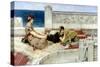 Love in Idleness, C.1891-Sir Lawrence Alma-Tadema-Stretched Canvas