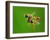 Love in the Air-Gunarto Song-Framed Photographic Print