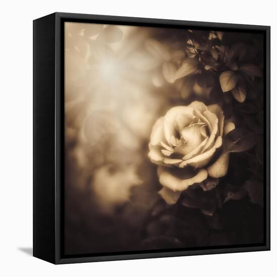 Love in the Light-Philippe Sainte-Laudy-Framed Stretched Canvas