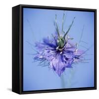 Love In the Mist Flower (Nigella Sp.)-Cristina-Framed Stretched Canvas