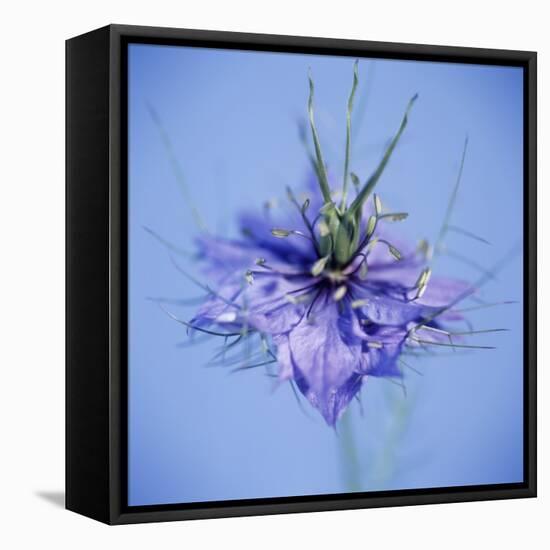 Love In the Mist Flower (Nigella Sp.)-Cristina-Framed Stretched Canvas