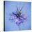 Love In the Mist Flower (Nigella Sp.)-Cristina-Stretched Canvas