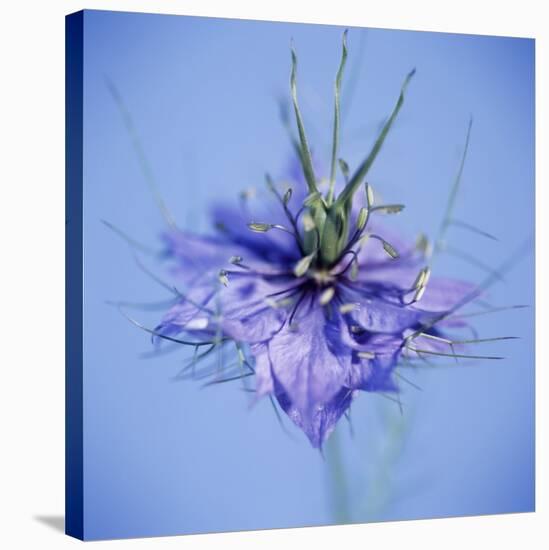 Love In the Mist Flower (Nigella Sp.)-Cristina-Stretched Canvas