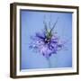 Love In the Mist Flower (Nigella Sp.)-Cristina-Framed Premium Photographic Print