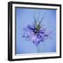 Love In the Mist Flower (Nigella Sp.)-Cristina-Framed Premium Photographic Print