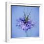 Love In the Mist Flower (Nigella Sp.)-Cristina-Framed Premium Photographic Print