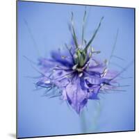 Love In the Mist Flower (Nigella Sp.)-Cristina-Mounted Premium Photographic Print