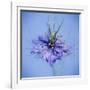 Love In the Mist Flower (Nigella Sp.)-Cristina-Framed Photographic Print