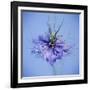 Love In the Mist Flower (Nigella Sp.)-Cristina-Framed Photographic Print