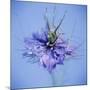 Love In the Mist Flower (Nigella Sp.)-Cristina-Mounted Photographic Print