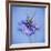 Love In the Mist Flower (Nigella Sp.)-Cristina-Framed Photographic Print