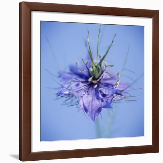 Love In the Mist Flower (Nigella Sp.)-Cristina-Framed Photographic Print