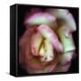 Love is a Rose-Nathan Griffith-Framed Stretched Canvas