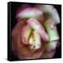 Love is a Rose-Nathan Griffith-Framed Stretched Canvas
