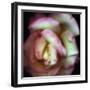 Love is a Rose-Nathan Griffith-Framed Photographic Print