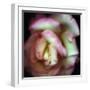 Love is a Rose-Nathan Griffith-Framed Photographic Print