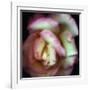 Love is a Rose-Nathan Griffith-Framed Photographic Print