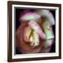 Love is a Rose-Nathan Griffith-Framed Photographic Print