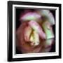 Love is a Rose-Nathan Griffith-Framed Photographic Print