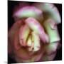 Love is a Rose-Nathan Griffith-Mounted Photographic Print
