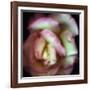 Love is a Rose-Nathan Griffith-Framed Photographic Print
